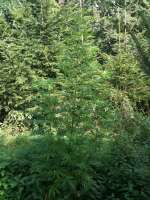 Hawaiian Snow archive 2