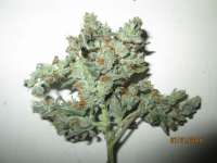 An image of Kaia Kush