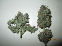 An image of Kaia Kush