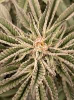 King's Juice archive 1