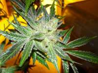 King's Kush archive 4