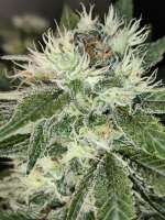 King's Kush CBD archive 2