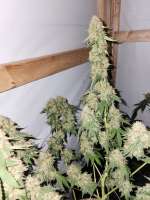 Moby Dick: strain page photo, credit seedfinder.eu, copyright status shown with credit copyright unverified