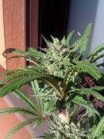 An image of Pure Kush