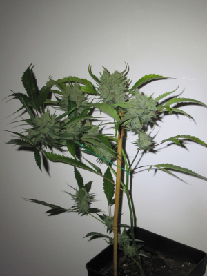 Super Lemon Haze: strain page photo, credit seedfinder.eu, copyright status shown with credit copyright unverified