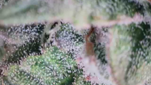 An image of Super Lemon Haze x RS11
