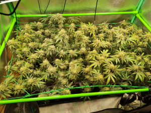 An image of Super Lemon Haze x RS11