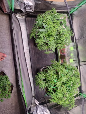 An image of Super Lemon Haze x RS11