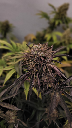 An image of Super Lemon Haze x RS11