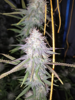 Tarte Tatin archive 1