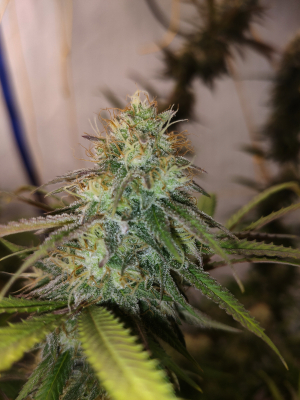 Tarte Tatin archive 2