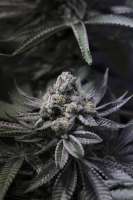 Velvet Moon archive 4