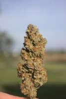 Velvet Moon archive 3