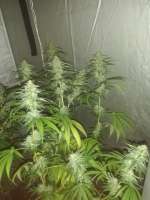 Velvet Moon archive 1