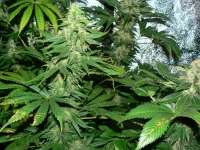 White Rhino archive 5