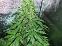 White Rhino archive 6