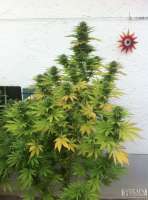 White Rhino: strain page photo, credit seedfinder.eu, copyright status shown with credit copyright unverified