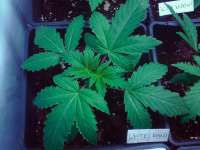 White Rhino archive 3