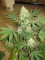 White Rhino archive 4