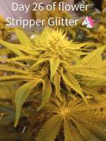 An image of Stripper Glitter