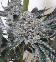 An image of Platinum Ice