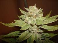 Sour Dubble: strain page photo, credit seedfinder.eu, copyright status shown with credit copyright unverified