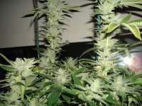 Sour Dubble: strain page photo, credit seedfinder.eu, copyright status shown with credit copyright unverified