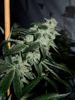 Sour Dubble: strain page photo, credit seedfinder.eu, copyright status shown with credit copyright unverified