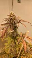 Banana Sherbet: strain page photo, credit seedfinder.eu, copyright status shown with credit copyright unverified