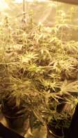 An image of Blue Berry Autoflowering