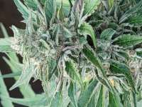 An image of Blue Dream Sherbet