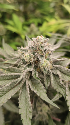 Blue Zushi: strain page photo, credit seedfinder.eu, copyright status shown with credit copyright unverified