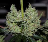 An image of Gorilla Cookies