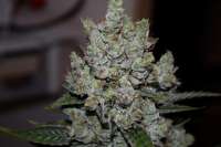 An image of Gorilla Cookies