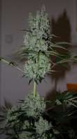 An image of Gorilla Cookies