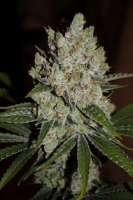 Gorilla Cookies: strain page photo, credit seedfinder.eu, copyright status shown with credit copyright unverified