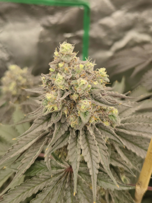 RS11: strain page photo, credit seedfinder.eu, copyright status shown with credit copyright unverified
