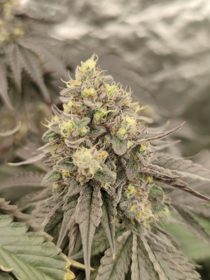 RS11: strain page photo, credit seedfinder.eu, copyright status shown with credit copyright unverified
