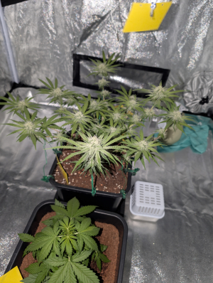 An image of Sour Diesel
