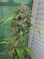 White Fire OG: strain page photo, credit seedfinder.eu, copyright status shown with credit copyright unverified