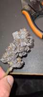 An image of White Truffle