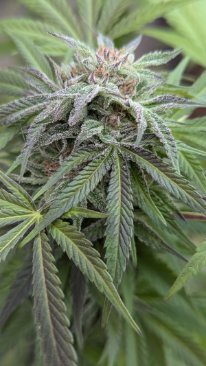An image of Ultra Violet GMO