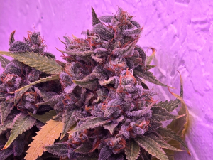 Mimosa: strain page photo, credit seedfinder.eu, copyright status shown with credit copyright unverified