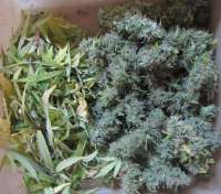 Amnesia: strain page photo, credit seedfinder.eu, copyright status shown with credit copyright unverified