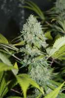 Enemy of the State archive 1