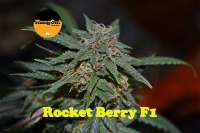 An image of Rocket Berry