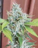 Via Minetto archive 3