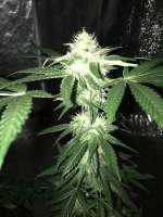 Via Minetto archive 2