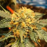 Via Minetto archive 1