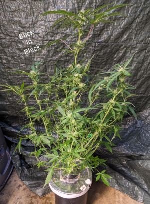 Back In Black archive 1